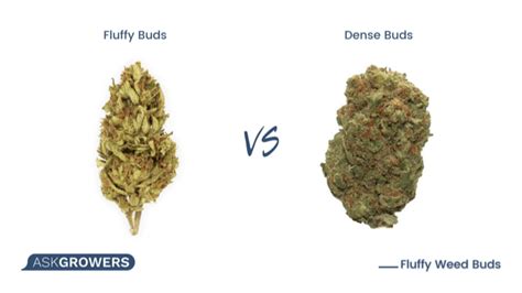 fluffy buds vs dense buds|Fluffy Weed Buds: Helpful Tips on How to Avoid Them。